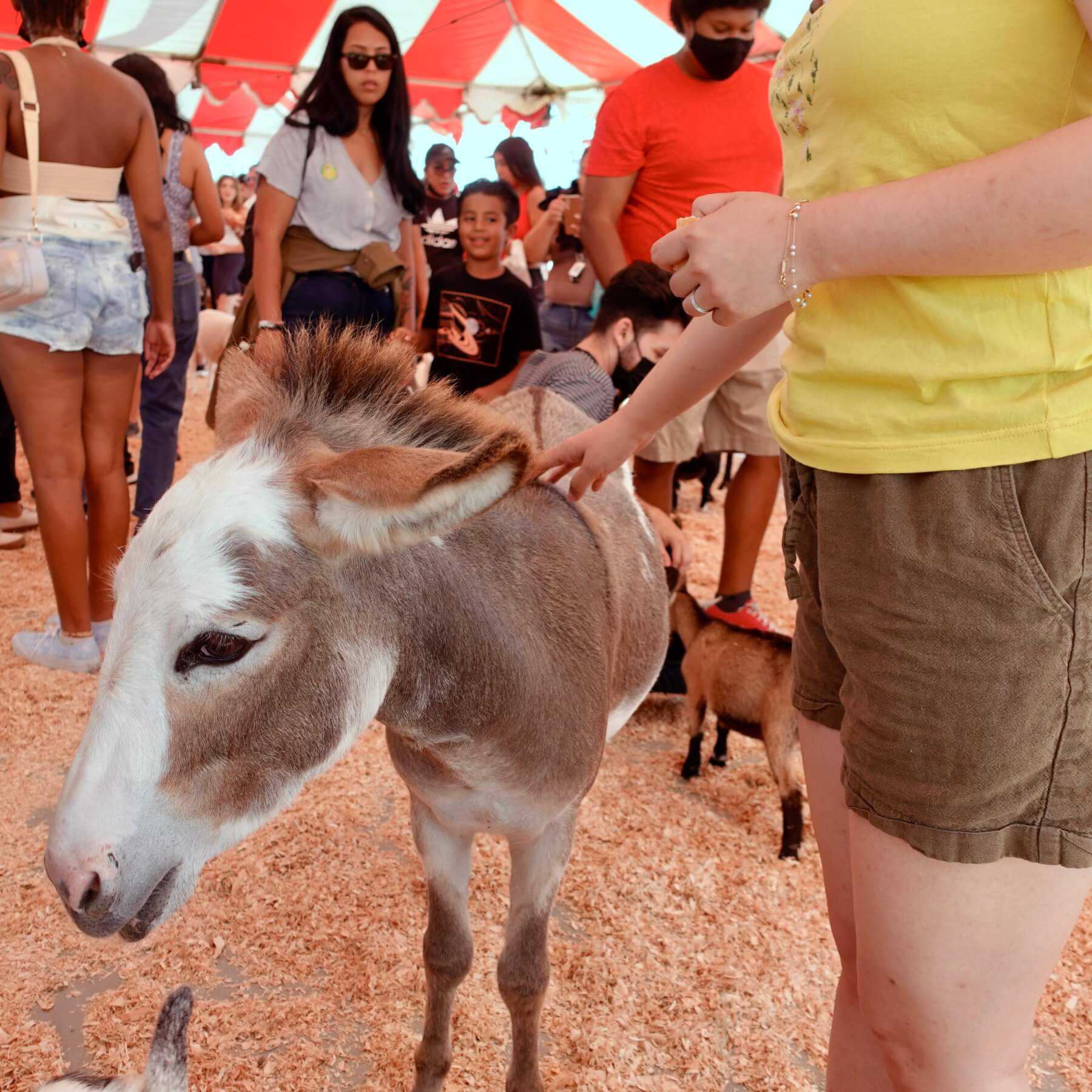 OC Fair Petting Zoo